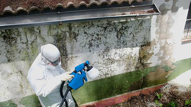 Trusted Attic Mold Removal service in Pineville, NC - Cheap Mold Removal